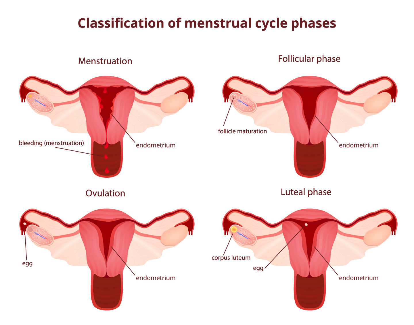 7 Shocking Facts About Luteal Phase in the Menstrual Cycle